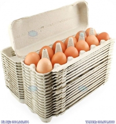 Nhận bán và in hộp carton đựng trứng